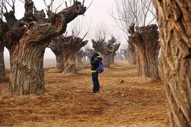 爆料保定小树林视频,揭秘背后真相与争议  第2张